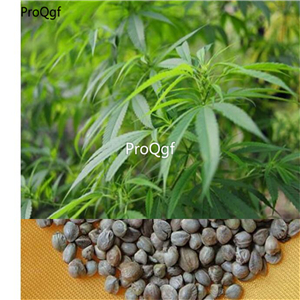 19usd Ngryise  1000Pcs A Set Herb Hemp seed
