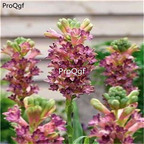 15usd Ngryise 3Pcs A Set Polianthes tuberosa Bulb