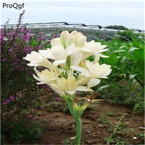 15usd Ngryise 3Pcs A Set Polianthes tuberosa Bulb