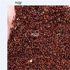 19usd Ngryise 3000Pcs A Set Polianthes tuberosa seed