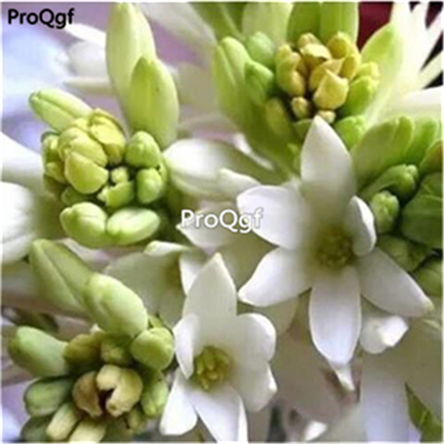 19usd Ngryise 3000Pcs A Set Polianthes tuberosa seed