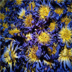 19usd Ngryise  50Gram A Set blue lotus dry flower