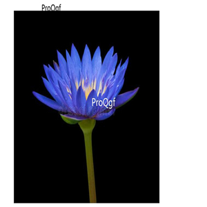19usd Ngryise 100Pcs A Set blue lotus seed
