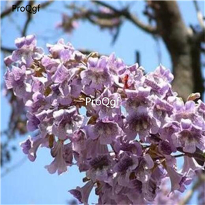 39usd Ngryise 80000Pcs A Set Paulownia fargesii Franch seed
