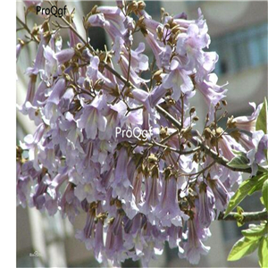 39usd Ngryise 80000Pcs A Set Paulownia australis Gong Tong seed