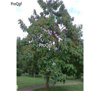 39usd Ngryise 80000Pcs A Set paulownia Ficusfis tulosa seed