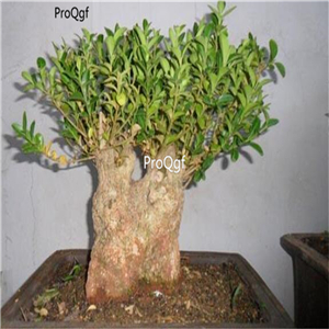 Ngryise 3000Pcs A Set Buxus sinica parvifolia seed