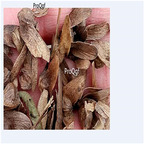 19usd Ngryise 1000Pcs A Set Populus tomentosa seed
