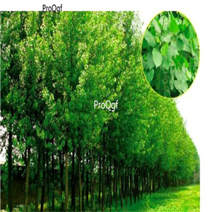19usd Ngryise 1000Pcs A Set Populus tomentosa seed