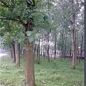 19usd Ngryise 1000Pcs A Set  Populus euramevicana seed