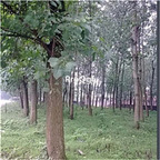 19usd Ngryise 1000Pcs A Set Populus alba seed