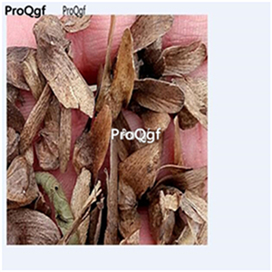19usd Ngryise 1000Pcs A Set Populus alba seed