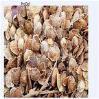 19usd Ngryise 3000Pcs A Set  Ailanthus altissima Qiantou seed