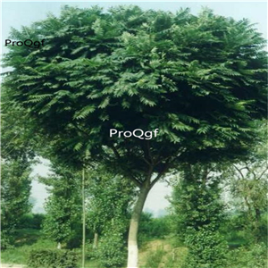 19usd Ngryise 3000Pcs A Set  Ailanthus altissima Qiantou seed