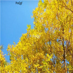 19usd Ngryise 2000Pcs A Set Sophora japonica Winter Gold seed