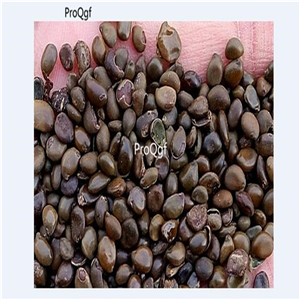 19usd Ngryise 2000Pcs A Set Sophora japonica Winter Gold seed
