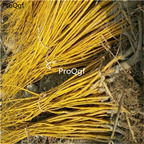 19usd Ngryise 5Pcs A Set Sophora japonica Root