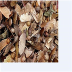 19usd Ngryise 1000Pcs A Set Acer pictum seed