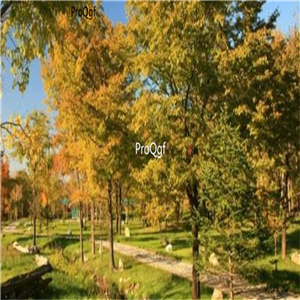 19usd Ngryise 1000Pcs A Set Acer pictum seed