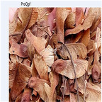 19usd Ngryise 1000Pcs A Set Acer palmatum Atropurpureum seed