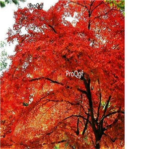 19usd Ngryise 1000Pcs A Set Acer palmatum Atropurpureum seed