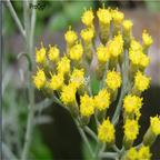 19usd Ngryise 3000Pcs A Set  Helichrysum italicum seed