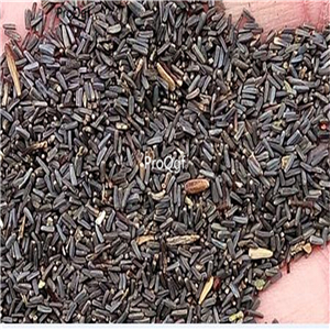 19usd Ngryise 3000Pcs A Set  Helichrysum italicum seed