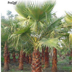 19usd Prodgf 1000Pcs A Set  Saw Sabal palmetto palm seed