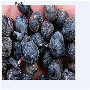 19usd Prodgf 1000Pcs A Set  Saw Sabal palmetto palm seed