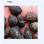 19usd Prodgf 300Pcs A Set Livistona chinensis seed