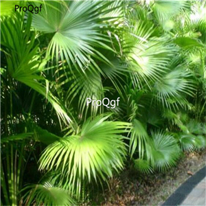 19usd Prodgf 300Pcs A Set Livistona chinensis seed