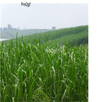 19.9usd Ngryise 5000Pcs A Set Pennisetum purpereum seed