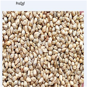 19.9usd Ngryise 5000Pcs A Set Pennisetum purpereum seed