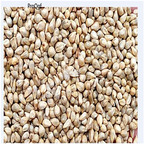 19usd  Ngryise 5000Pcs A Set red Pennisetum purpereum seed