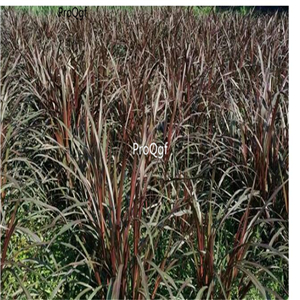 19usd  Ngryise 5000Pcs A Set red Pennisetum purpereum seed