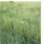 19usd Prodgf 5000Pcs A Set Buchloe dactyloides seed