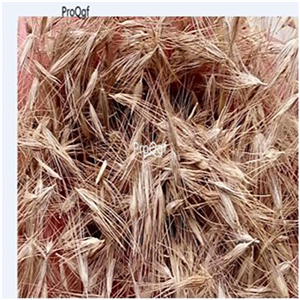 19usd Prodgf 5000Pcs A Set Buchloe dactyloides seed