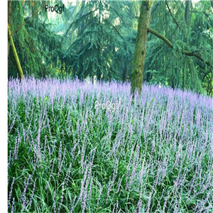 19.9usd Ngryise 6000Pcs A Set Liriope cymbidiomorpha seed