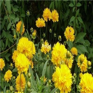19.9usd Ngryise 6000Pcs A Set double petal Coreopsis grandiflora seed