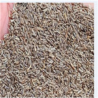 19.9usd Ngryise 8000Pcs A Set Achillea millefolium dabinju seed