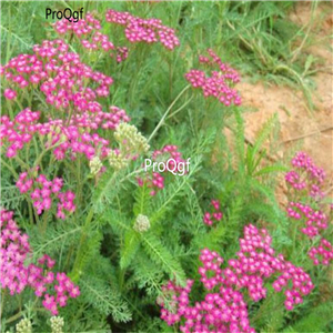 19.9usd Ngryise 8000Pcs A Set Achillea millefolium dabinju seed