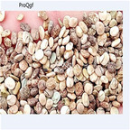 19usd Ngryise 3000Pcs A Set Lupinus polyphyllus seed