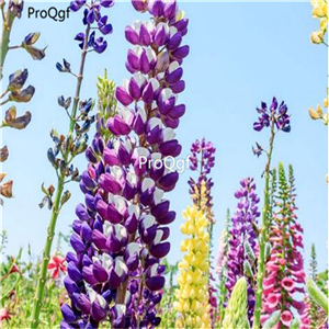 19usd Ngryise 3000Pcs A Set Lupinus polyphyllus seed