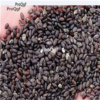 Ngryise 6000Pcs A Set Salvia farinacea seed