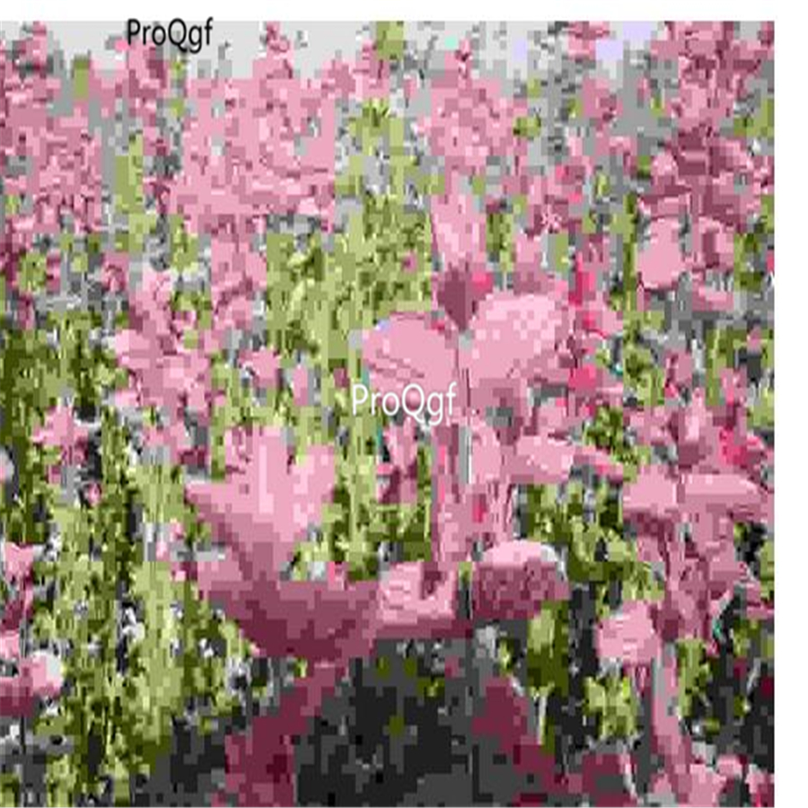 Ngryise 6000Pcs A Set Salvia farinacea seed