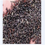 19usd Ngryise 6000Pcs A Set Salvia uliginosa seed