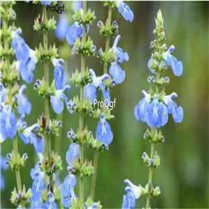 19usd Ngryise 6000Pcs A Set Salvia uliginosa seed