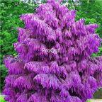 19usd Ngryise 3000Pcs A Set Purple Pinus  seed