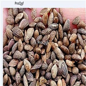 19usd Ngryise 3000Pcs A Set Purple Pinus  seed