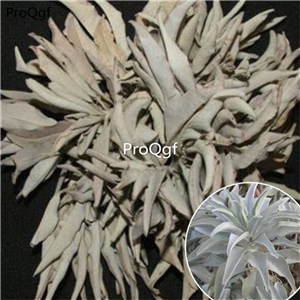 19usd Ngryise 6000Pcs A Set white sage salvia seed